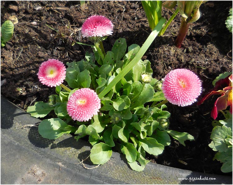 Double pink Bellis daisy flowers - pompom blooms